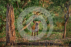 African wild dog, Lycaon pictus, detail portrait open muzzle, Mana Pools, Zimbabwe, Africa. Dangerous spotted animal with big ears