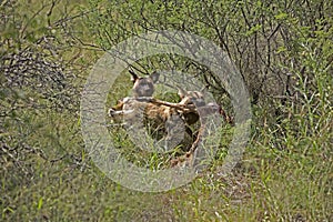 African Wild Dog, lycaon pictus, eating Carcass of Kudu, Namibia