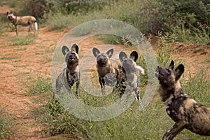 AFRICAN WILD DOG lycaon pictus, GROUP OF ADULTS, NAMIBIA