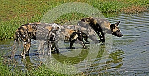 African Wild Dog, lycaon pictus, Group standing in Water Hole, Namibia