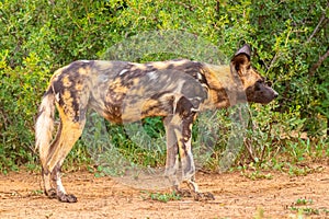 African wild dog  Lycaon Pictus looking alert for danger, Madikwe Game Reserve, South Africa.