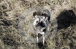 African wild dog Lycaon pictus looking at camera