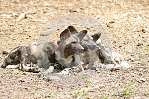 African wild dog Lycaon pictus lying in the sun