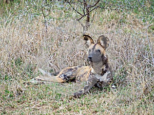 African wild dog, Lycaon pictus. Madikwe Game Reserve, South Africa