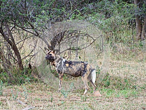 African wild dog, Lycaon pictus. Madikwe Game Reserve, South Africa