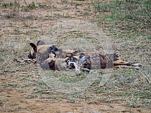 African wild dog, Lycaon pictus. Madikwe Game Reserve, South Africa