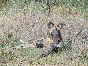 African wild dog, Lycaon pictus. Madikwe Game Reserve, South Africa