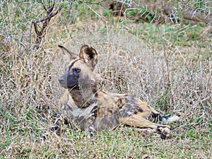 African wild dog, Lycaon pictus. Madikwe Game Reserve, South Africa