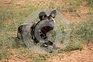 African Wild Dog, lycaon pictus, Namibia