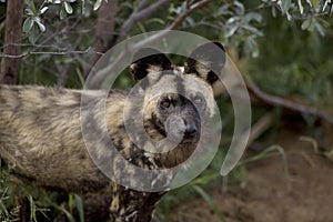 African Wild Dog, lycaon pictus, Namibia