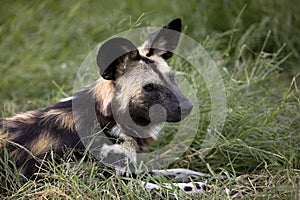 African Wild Dog, lycaon pictus, Namibia