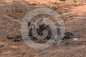 African wild dog, Lycaon pictus, in the Okavango Delta - Moremi Game Park, Botswana