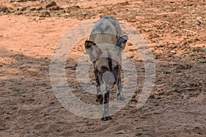 African wild dog, Lycaon pictus, in the Okavango Delta - Moremi Game Park, Botswana