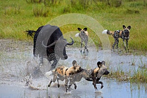 African Wild Dog, Lycaon pictus, pack attacking buffalo calf in water, defended by mother. African wildlife photography. Self