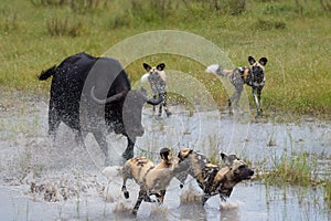 African Wild Dog, Lycaon pictus, pack attacking buffalo calf in water, defended by mother. African wildlife photography. Self