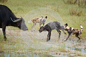 African Wild Dog, Lycaon pictus, pack killing buffalo calf defended by mother. African wildlife photography, blurred on purpose to