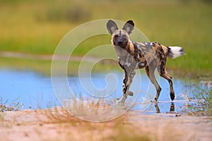 African Wild Dog, Lycaon pictus, pack killing buffalo calf in water, defended by mother. African wildlife photography, motion