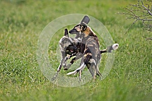 AFRICAN WILD DOG lycaon pictus, PAIR PLAYING, NAMIBIA