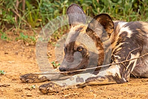 African wild dog  Lycaon Pictus playing with a twig, Madikwe Game Reserve, South Africa.