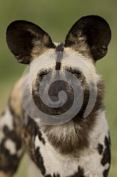 African Wild Dog, lycaon pictus, Portrait of Adult, Namibia