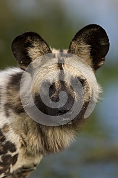 African Wild Dog, lycaon pictus, Portrait of Adult, Namibia