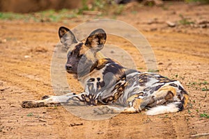 African wild dog  Lycaon Pictus resting and looking in the camera, Madikwe Game Reserve, South Africa. photo
