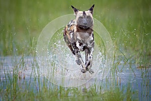 African Wild Dog, Lycaon pictus, running in the splashing water directly at camera.   African wildlife photography, low angle and