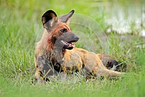 African wild dog, Lycaon pictus, sitting near the lake. Hunting painted dog with big ears, beautiful wild animal in nature habitat