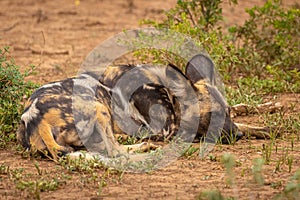 African wild dog  Lycaon Pictus almost sleeping, Madikwe Game Reserve, South Africa.