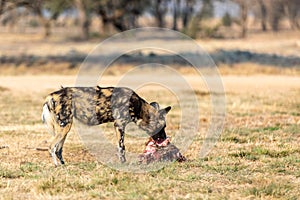 African wild dog, Lycaon pictus in South Africa