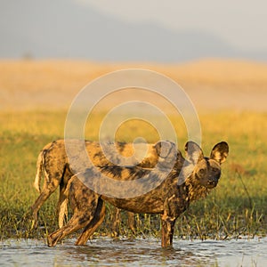 African Wild Dog (Lycaon pictus) standing in water