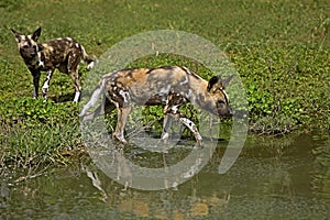 African Wild Dog, lycaon pictus, standing at Water Hole, Namibia