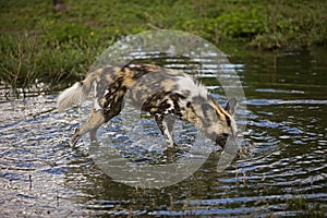 African Wild Dog, lycaon pictus, standing at Water Hole, Namibia