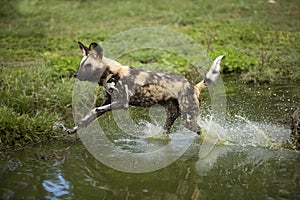 African Wild Dog, lycaon pictus, standing at Water Hole, Namibia