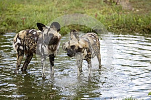 African Wild Dog, lycaon pictus, Standing at Waterhole, Namibia