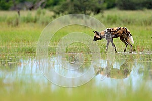 African wild dog, Lycaon pictus, walking in the lake. Hunting painted dog with big ears, beautiful wild animal in nature habitat,