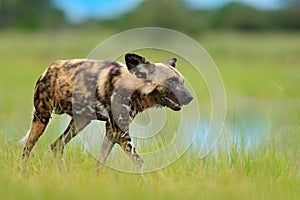 African wild dog, Lycaon pictus, walking in the lake. Hunting painted dog with big ears, beautiful wild animal in nature habitat,