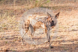 African wild dog, Lycaon pictus, walking in the water.