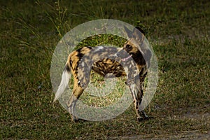 African wild dog, Lycaon pictus, walking in the water.