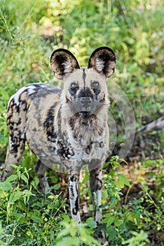 African wild dog, Lycaon pictus, walking in the water.