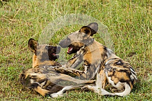 African wild dog, Lycaon pictus, walking in the water.