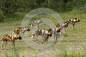 African wild dog, Lycaon pictus, walking in the water.