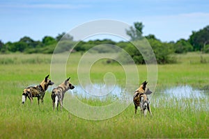 African wild dog, Lycaon pictus, walking in the water. Hunting painted dog with big ears, beautiful wild animal in habitat. Wildli