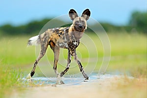 African wild dog, Lycaon pictus, walking in the water on the road. Hunting painted dog with big ears, beautiful wild anilm in hab