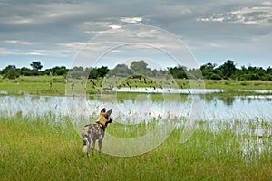 African wild dog, Lycaon pictus, walking in lake water. Hunting painted dog with big ears, beautiful wild anilm in habitat. Wildli