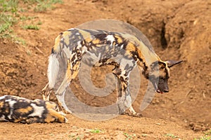 African wild dog  Lycaon Pictus watchful, Madikwe Game Reserve, South Africa.
