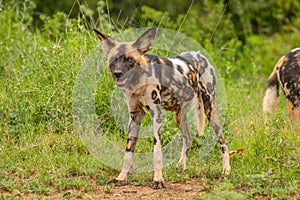 African wild dog  Lycaon Pictus watching, Madikwe Game Reserve, South Africa.