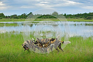 African wild dog, Lycaon pictus, welcome ceremony in the water. Hunting painted dog with big ears, beautiful wild animal in habita