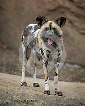 African Wild Dog with open mouth