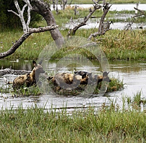 African Wild Dog Pack in Action